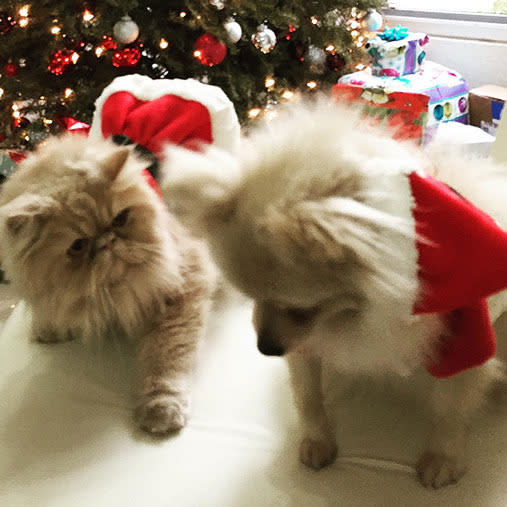 15 furry friends who do not share your Christmas spirit