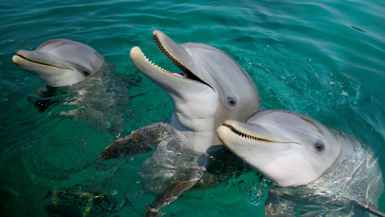  three dolphins sticking their heads out of the water with the middle one with its mouth open 