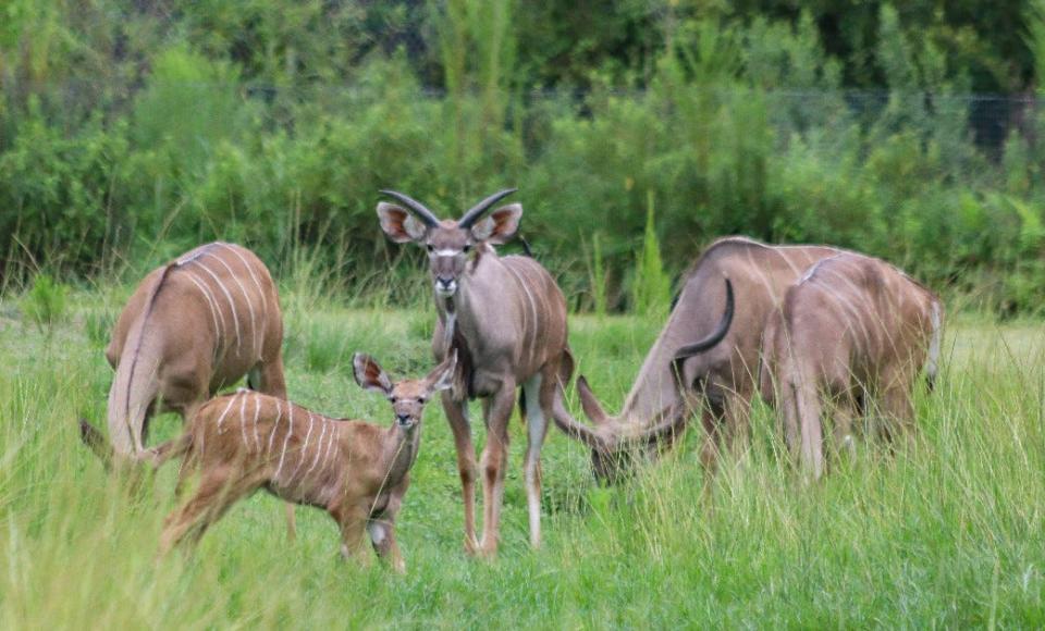 A greater kudu calf named Neville, born July 9, hangs out with his family at the Jacksonville Zoo and Gardens. Kudus are species of antelope.