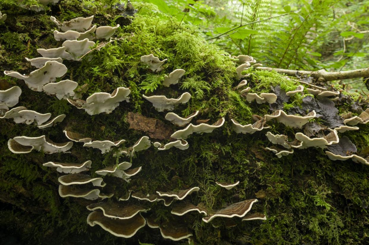 <span class="caption">Decomposers at work: Shelf fungi feeding on a rotting log.</span> <span class="attribution"><a class="link " href="https://www.gettyimages.com/detail/news-photo/turkey-tail-trametes-versicolor-shelf-fungus-on-a-rotting-news-photo/1288022948" rel="nofollow noopener" target="_blank" data-ylk="slk:Craig Joiner/Loop Images/Universal Images Group via Getty Images;elm:context_link;itc:0;sec:content-canvas">Craig Joiner/Loop Images/Universal Images Group via Getty Images</a></span>