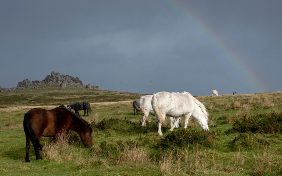 Ponies are more suited to the Dartmoor land, say experts