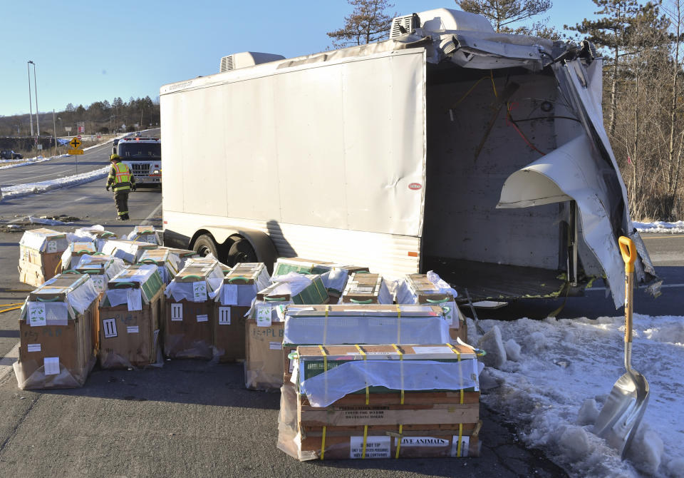 FILE - Crates holding live monkeys are collected next to the trailer they were being transported in along state Route 54 at the intersection with Interstate 80 near Danville, Pa., Friday, Jan. 21, 2022, after a pickup pulling the trailer carrying the monkeys was hit by a dump truck. The airline that flew a load of monkeys to the U.S. who were later involved in a highway wreck says it will stop this shipments this month. Kenya Airways says it will not renew its contract with the monkey provider, whom it did not identify. (Jimmy May/Bloomsburg Press Enterprise via AP)