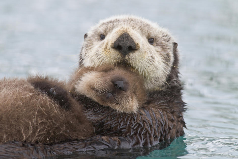 Female Sea Otter Holding Newborn Pup Out Of Water, Prince William Sound, Southcentral Alaska, Winter