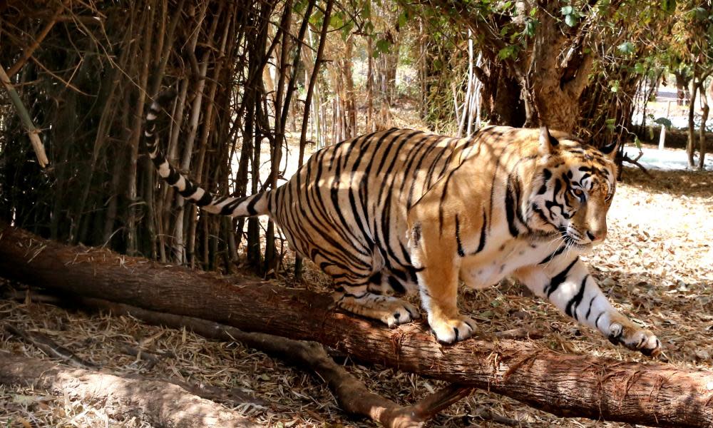 <span>Photograph: Sanjeev Gupta/EPA</span>