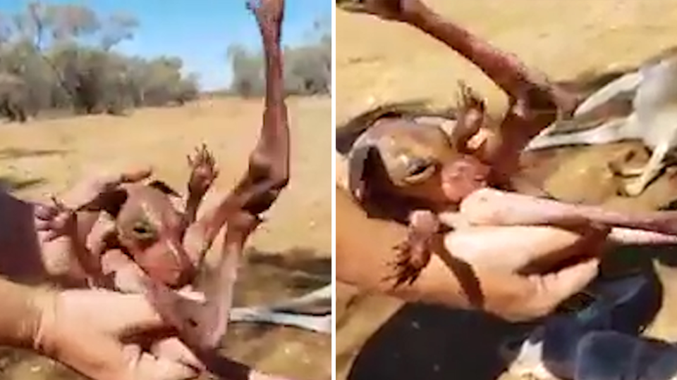 Split screen: Video stills of a large pink joey pulled from its mother's pouch