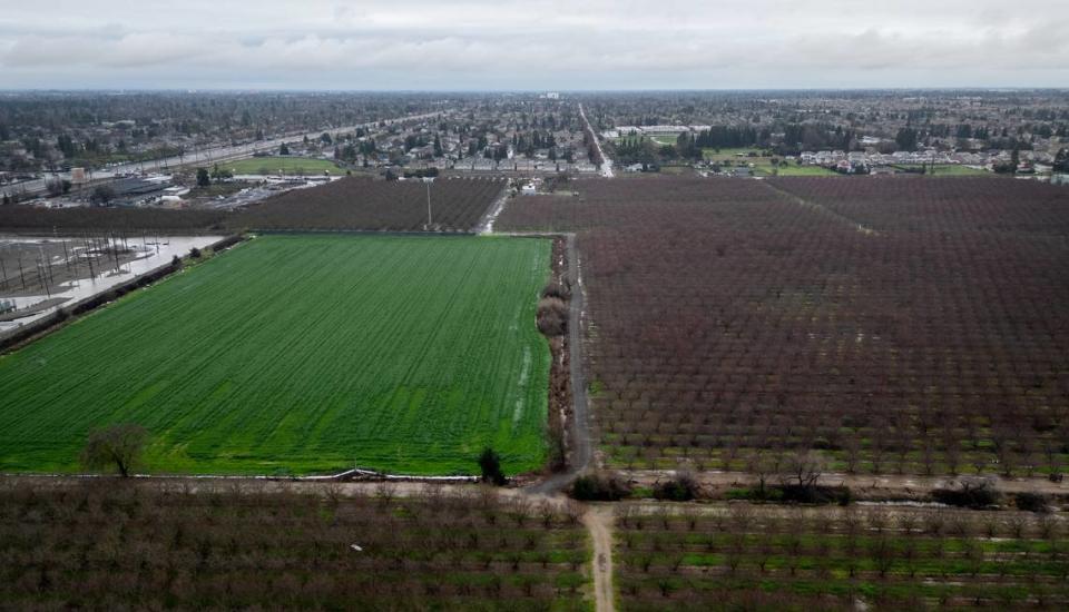 Looking west across an almond orchard toward Claus Road in Modesto, Calif., Wednesday, Jan. 24, 2024. The area is the site of the Crossings housing development.
