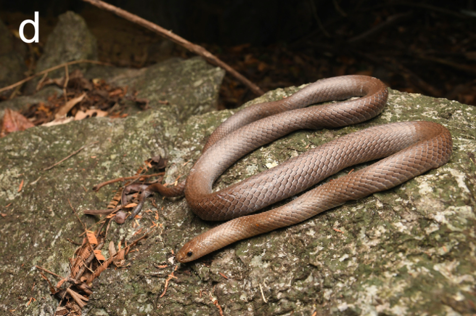 Oligodon speleoserpens, a new species, has scales that help it climb vertically up the rock faces of the mountains, researchers said.