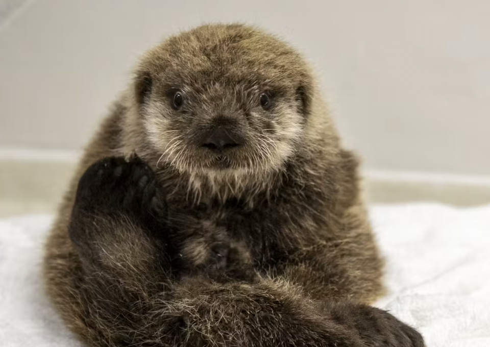 The pup, who doesn't yet have a name, can't survive without his mother. / Credit: Courtesy Shedd Aquarium