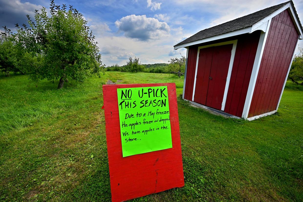 The pick-your-own apple section of Brookfield Orchards in North Brookfield was hard-hit by the May freeze and there are no apples there.