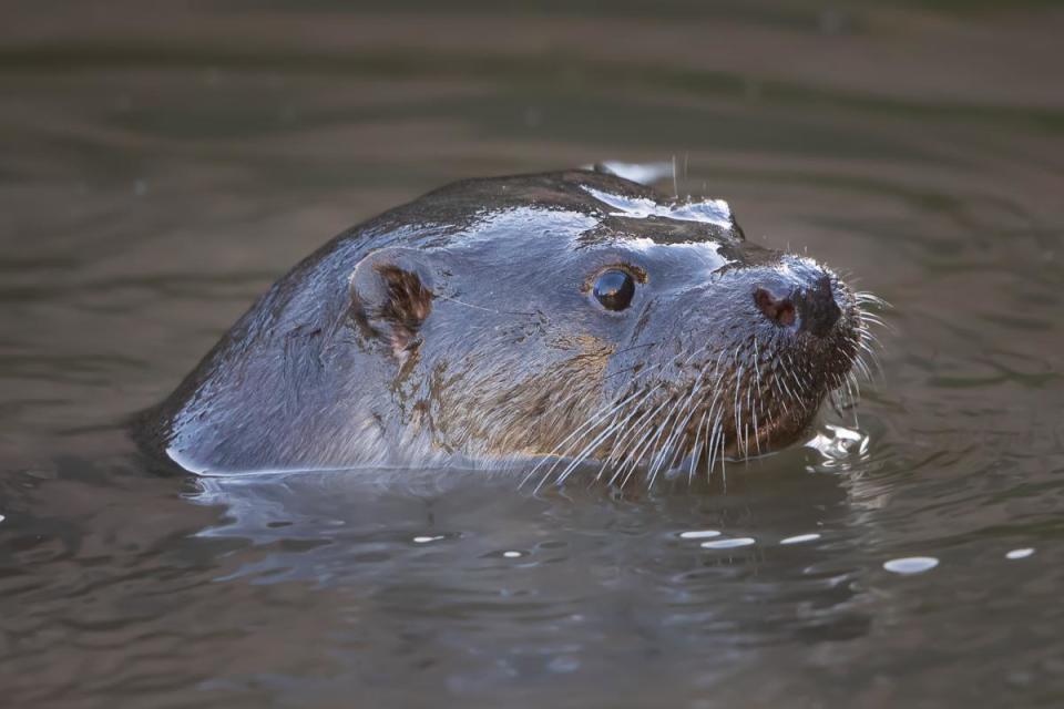 Eight adorable photos show otters in The Maltings <i>(Image: James Fisher)</i>