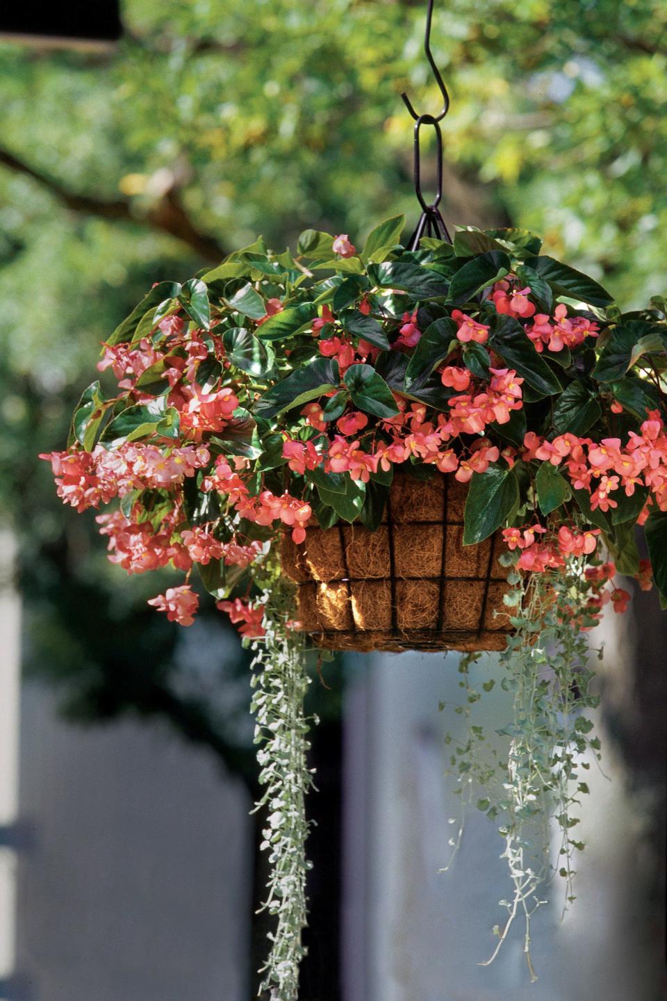 Begonias & Dichondra