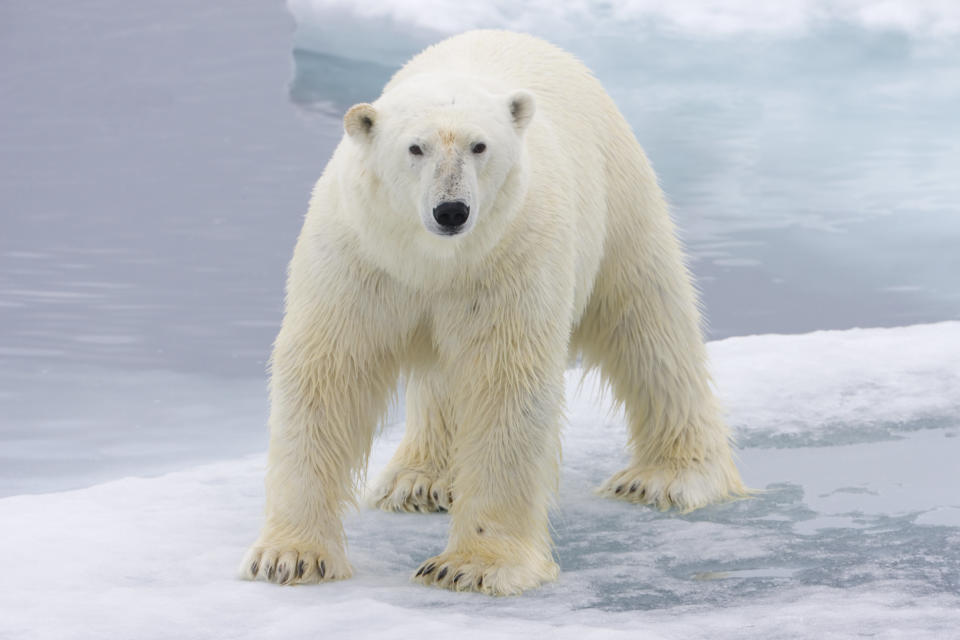 Polar bear on floating ice