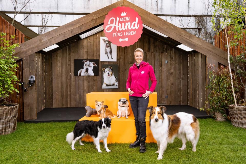 "Mein Hund fürs Leben" läuft am Sonntagnachmittag im ZDF. Sonja Zietlow präsentiert sich hier anders als beim Dschungelcamp - verstellen muss sie sich aber nicht. (Bild: ZDF / Hübner)