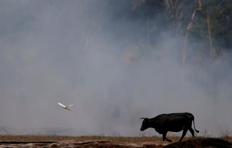 FILE PHOTO: A bird flies next to an ox walking on a smoldering field that was hit by a fire burning a tract of the Amazon forest as it is cleared by farmers, in Rio Pardo