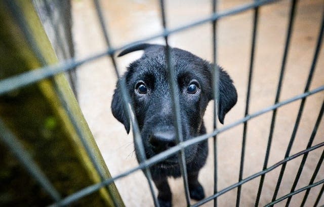 Black lab