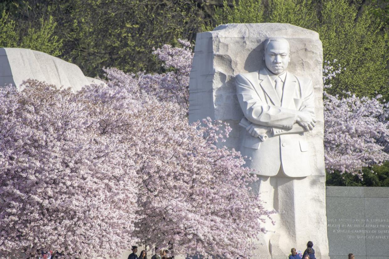 cherry blossoms and dr king