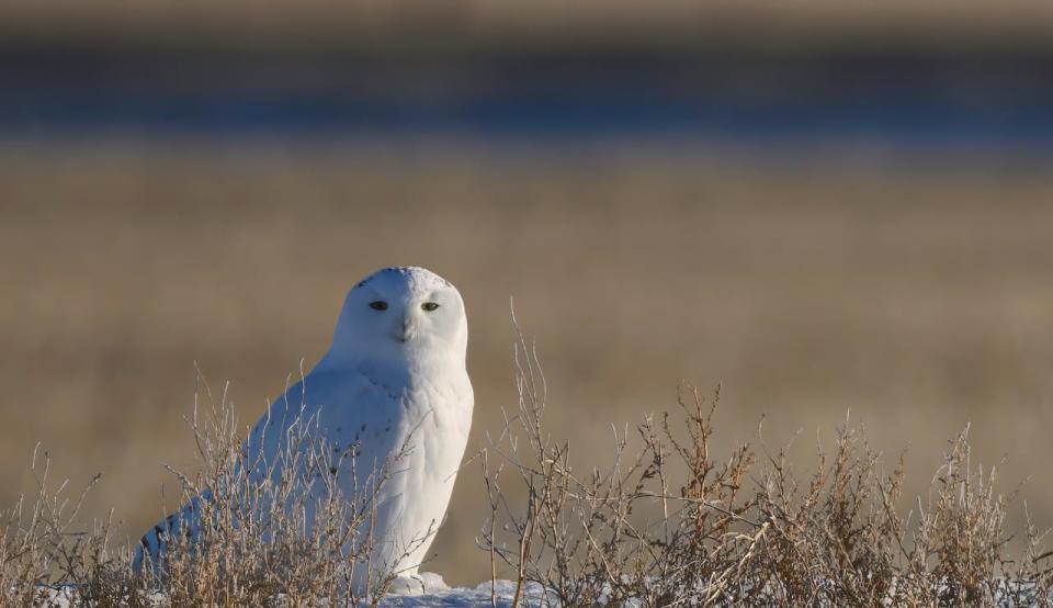 Snowy Owl