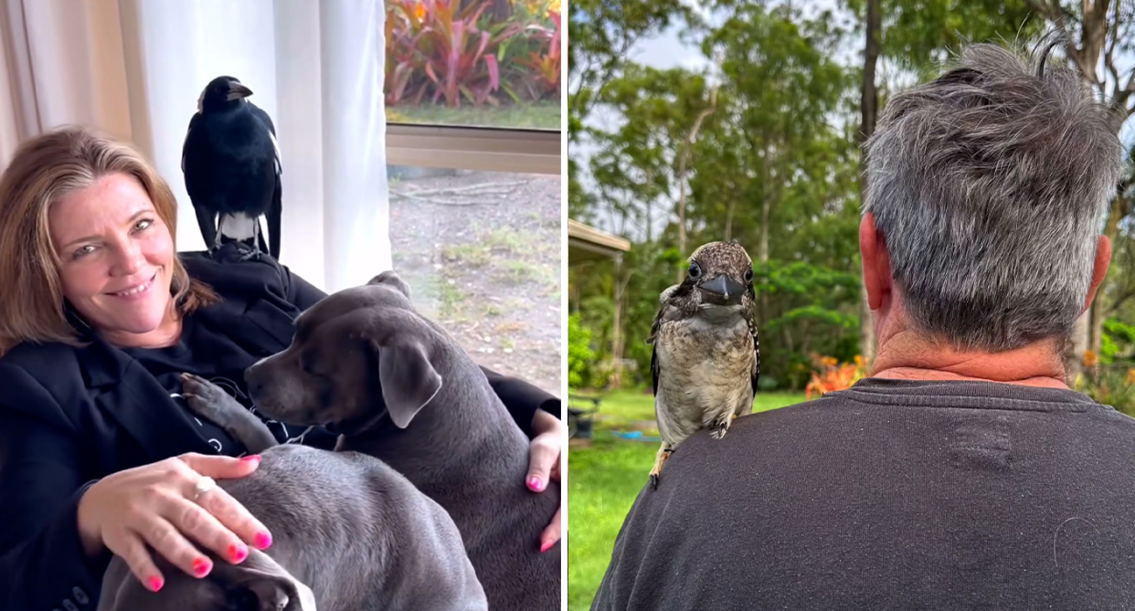 Left - Juliette Wells in her Gold Coast home with her dogs and Molly the Magpie. Right - Reece's back with Charlie the kookaburra on his shoulder.