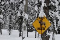 A "Moose Crossing" sign is displayed just outside Tok, Alaska, where the electric school bus operates in frigid and snowy conditions on Feb. 2, 2023. Many electric vehicle batteries lose power when it's very cold. It's something that's long been known by engineers but thousands of people are confronting the issue now if they own an electric car and have to make a longer trip when temperatures dip. (AP Photo/Mark Thiessen)