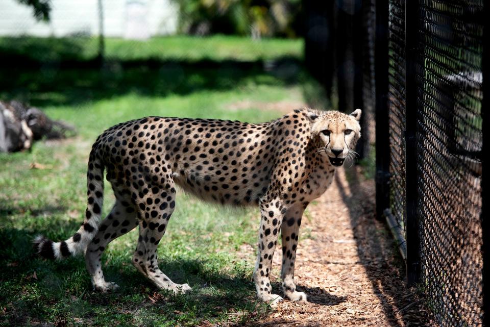 Kendi is an ambassador cheetah who lives at Panther Ridge Conservation Center May 10, 2023 in Loxahatchee.