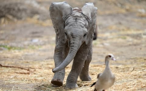 Baby elephants are highly social creatures - Credit: &nbsp;REUTERS/EDGARD GARRIDO