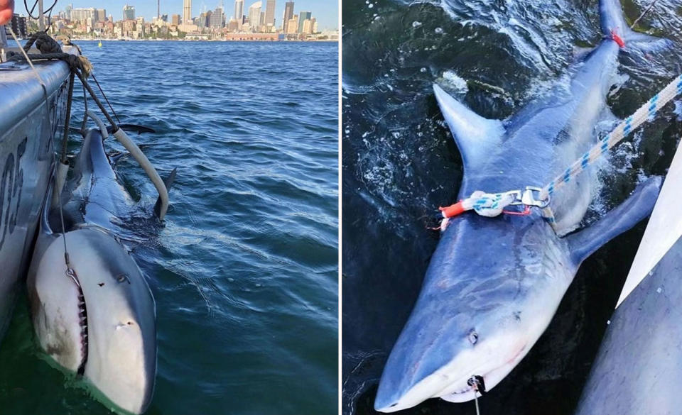 Bull sharks frequent Sydney Harbour in the summer and autumn. Source: Instagram/nsw_sharksmart