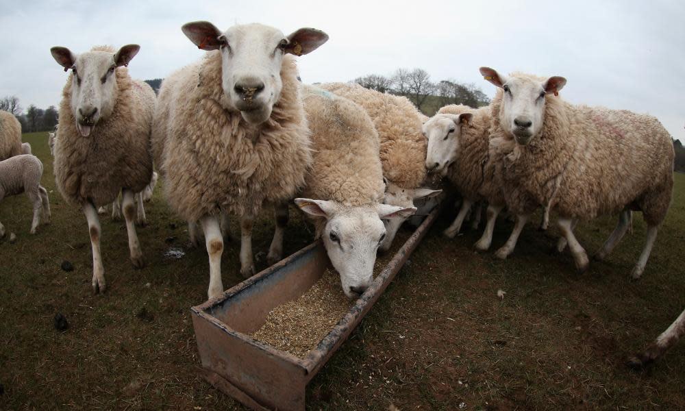 A sheep farm in Brecon, Wales