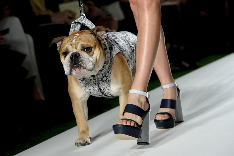 A model and bulldog wear a design created by Mulberry during London Fashion Week Spring/Summer 2014, at Claridges Hotel in central London, Sunday, Sept. 15, 2013. (Photo by Jonathan Short/Invision/AP)