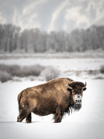 <p>Vincent Ledvina</p> Local wildlife in Jackson Hole, Wyoming