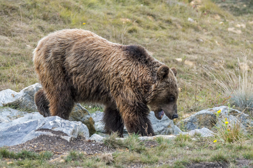 A European brown bear (Ursus arctos arctos) foraging among rocks on mountain slope in Italy. / Credit: Arterra/Universal Images Group via Getty Images