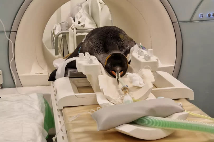 Alfie getting his scan