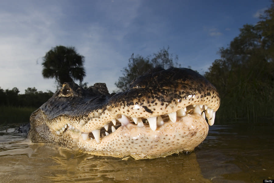 American Alligator pictured at Everglades National Park, Florida. These spectacularly close up alligator pictures were taken by a wildlife photographer brave enough to jump in a lake swarming with the wild reptiles. Jim Abernethy, 52, from Florida even literally played snap with one of the beasts- which he nicknamed, Fluffy- by mimicking the way alligators square up to each other in the wild. While totally submerged in a lake in the wild marshland of the Florida everglades Jim raised his arm above the water like an alligator would raise its jaws to provoke Fluffy into opening his mouth for the 'killer shot.' Luckily for Jim the 200 pound snapper did not choose to clamp her razor sharp teeth on his arm. Jim was also able to get heart stopping pictures of the amphibious hunters looming from the deep. Alligators are at their most unpredictable and dangerous while underwater.