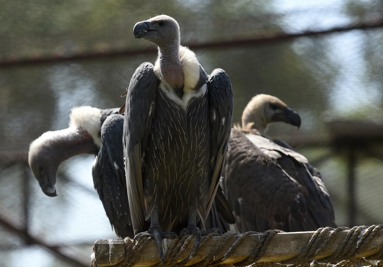 White-backed vultures in their enclosure at the Vulture Conservation Centre run by World Wide Fund for Nature-Pakistan in Changa Manga. The Home Office has been compared to a vulture in a report on young migrants’ experiences within the UK immigration system. (AFP via Getty Images)