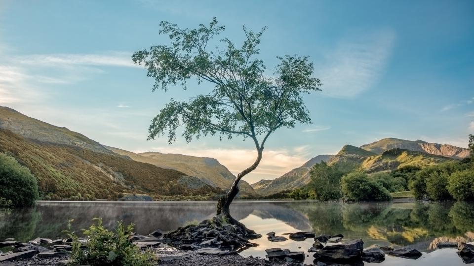 A lonely tree near Llanberis - getty