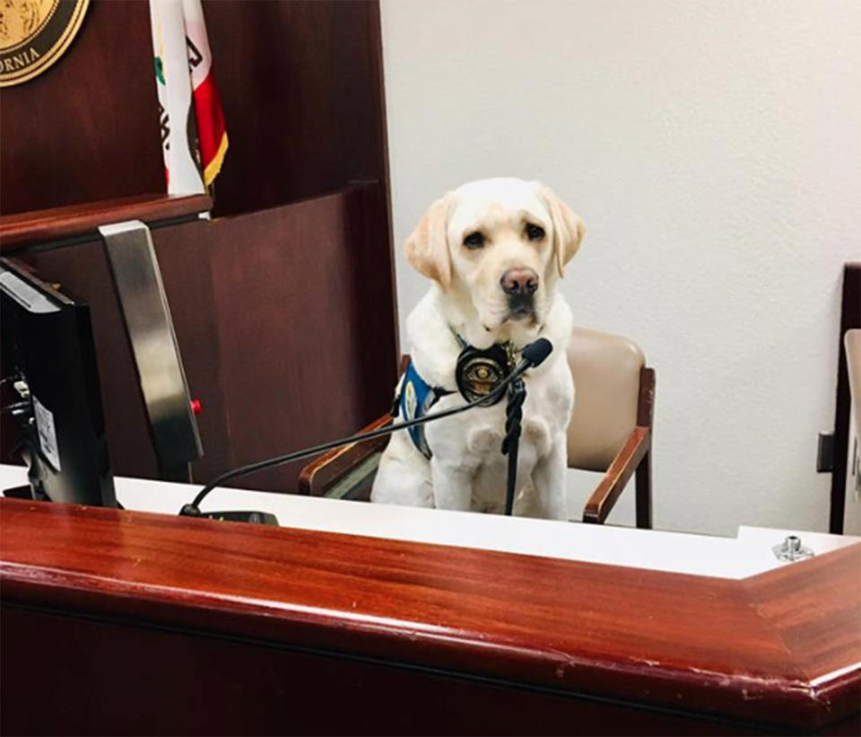 As the Turpin children appeared in court Friday to witness their parents being sentenced to life in prison, Raider sat quietly next to them. Source: K9Raider II/Facebook