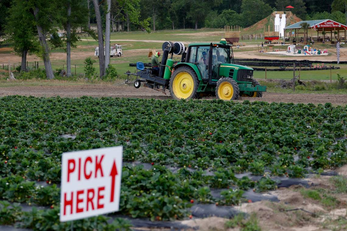 Hunter Bulloch and his mother, Joy Cottle run the Cottle Strawberry Farm. The family farm opened this year on a new location at the former Sedgewood Country Club on Garners Ferry Road in Hopkins.