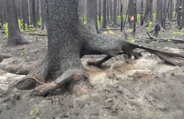 The study highlights the amount of damage there was to vegetation in the area — like grasses, shrubs, trees and notably, the organic matter in the soil, which was dug up to evaluate how much carbon had been burned underground. (Submitted by the University of Lethbridge - image credit)