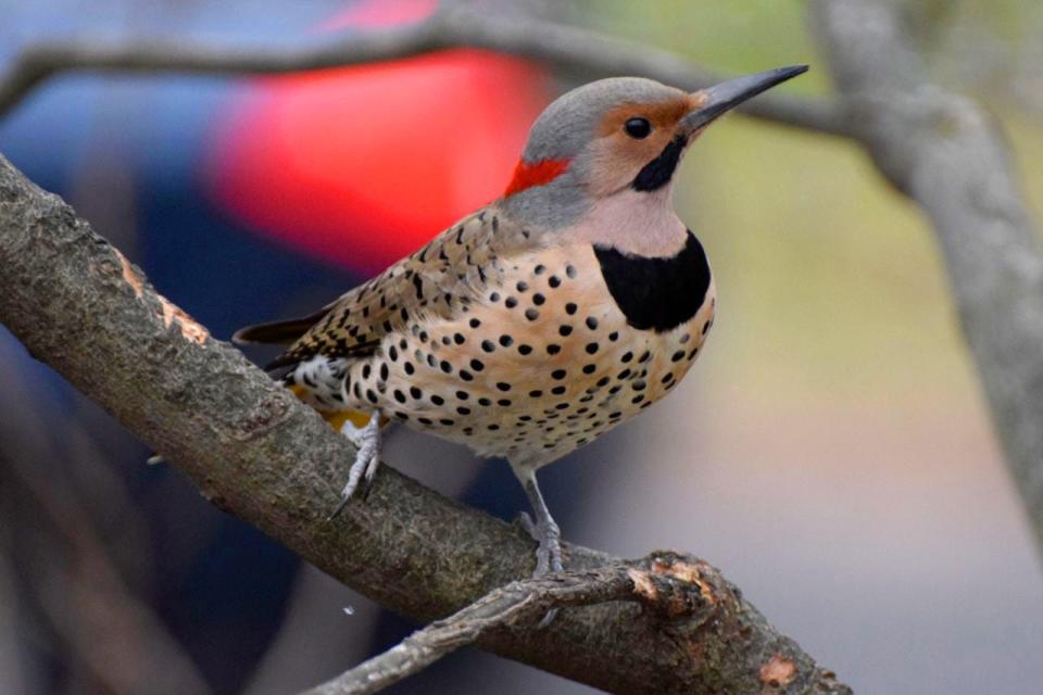 The northern flicker is Alabama's state bird.