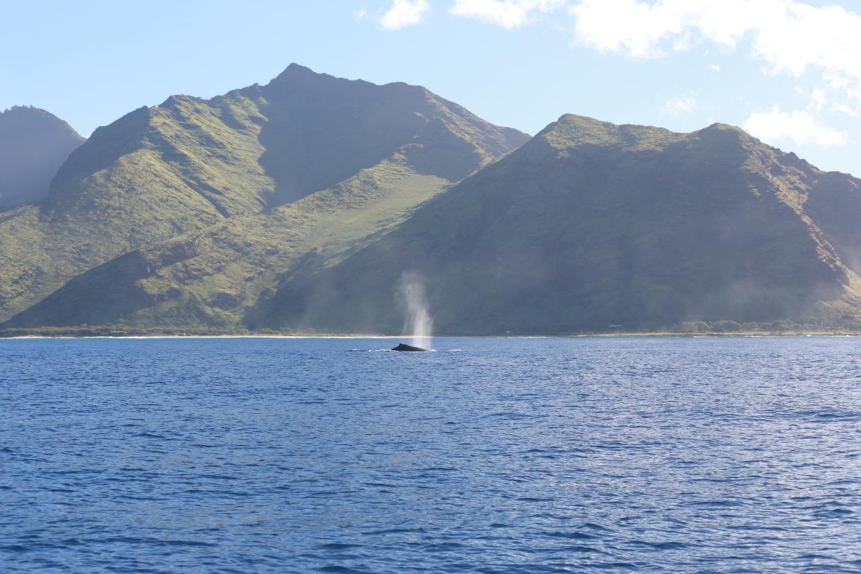 A whale's spray is one of the easiest ways to spot one of these gentle giants.
