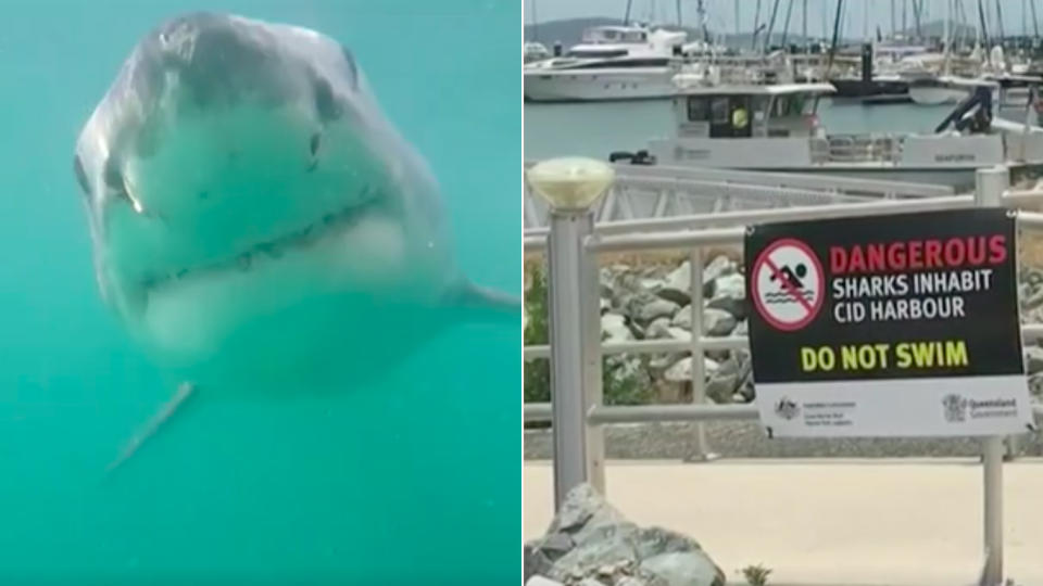 Swimming at Cid Harbour will be banned as part of a five-point plan to prevent shark attacks in the Whitsundays. Source: 7 News