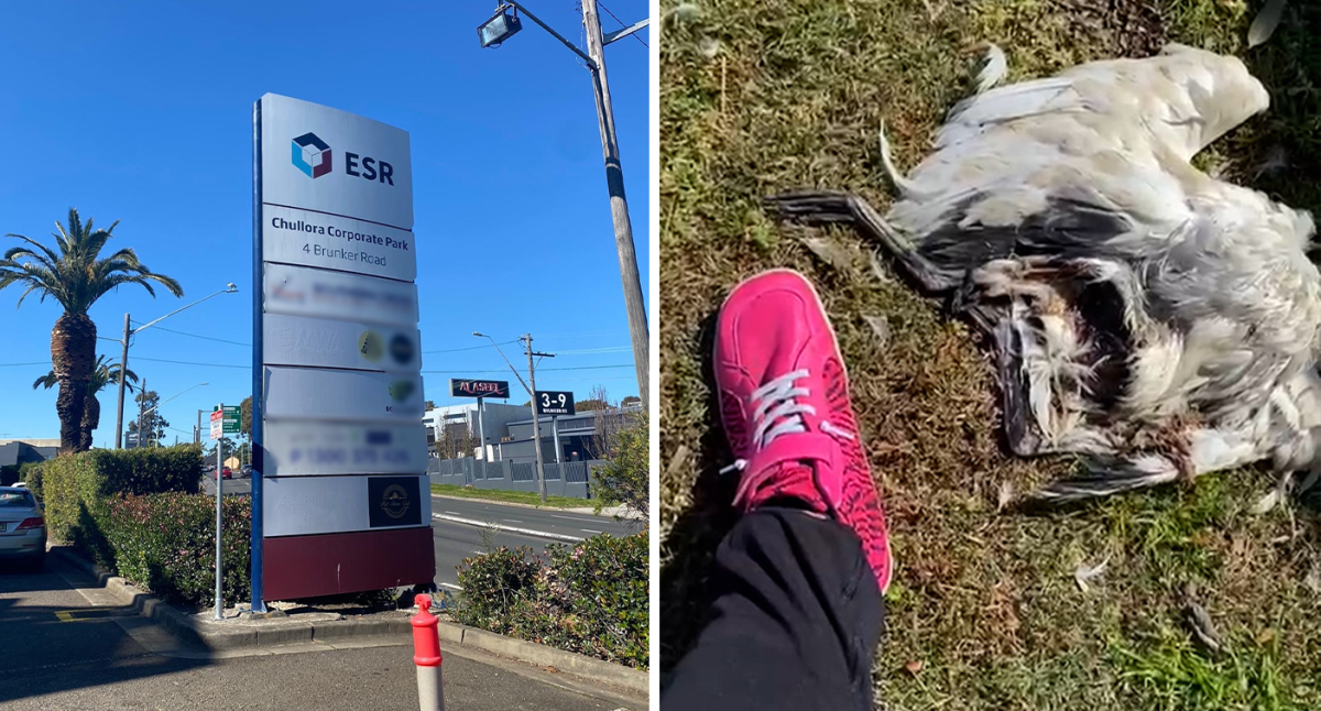 Ibis killed in ‘bloody massacre’ at business park managed by real estate company