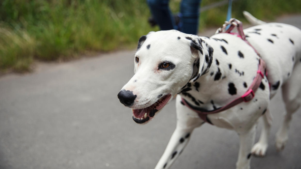  Dalmation walking on a leash 