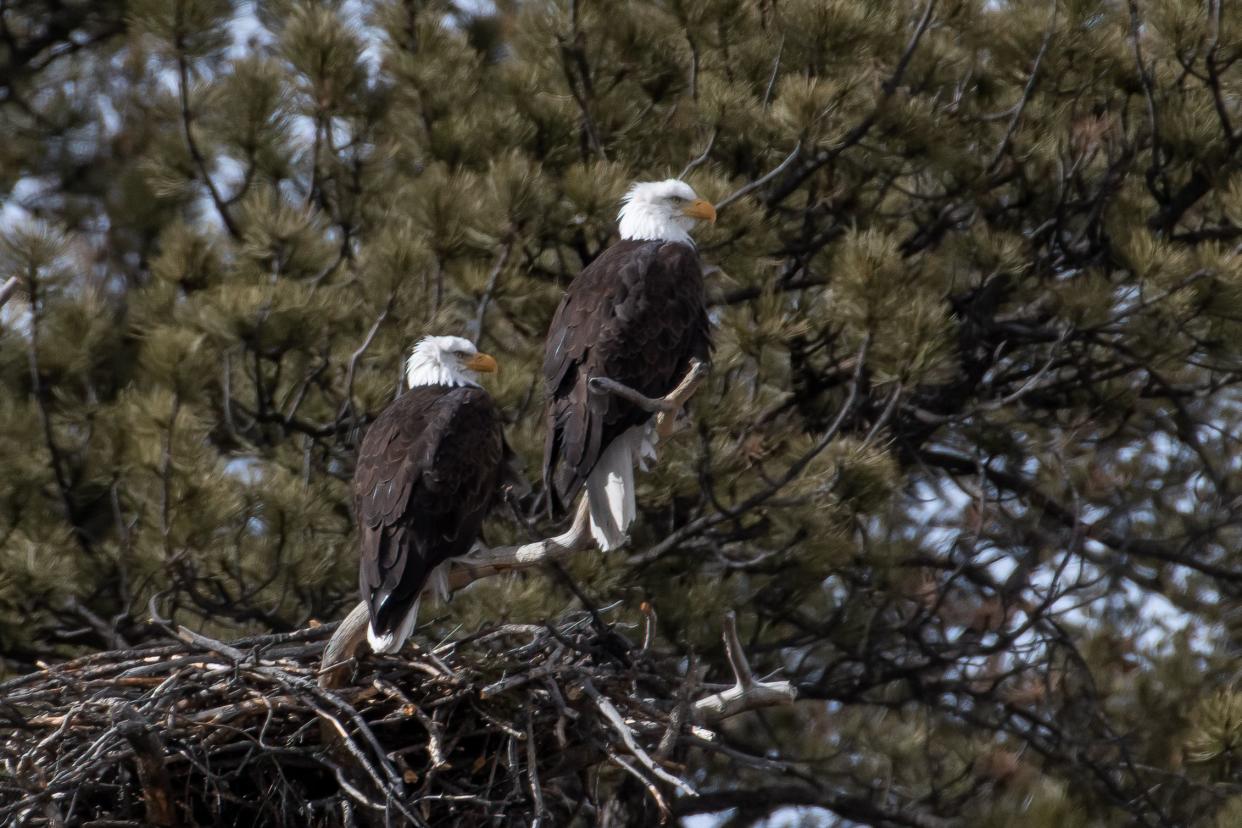 Bald Eagle pair sitting close on branch during pause in mating activities.