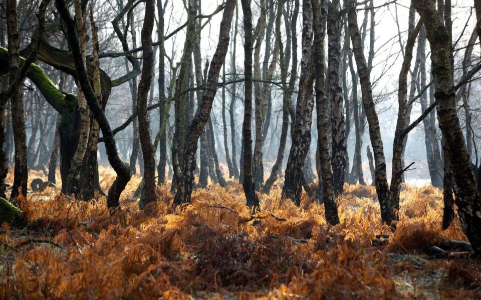 Cannock Chase - Andrew Fox/Alamy