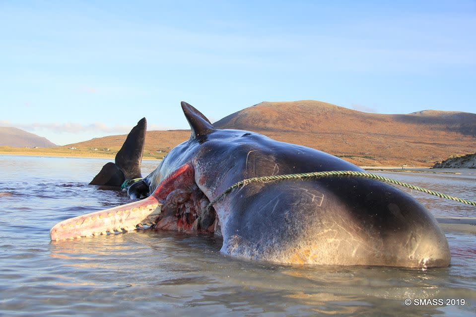 The whale was dead for 48 hours before it was discovered by the SMASS team (Photo: Scottish Marine Animal Strandings Scheme)