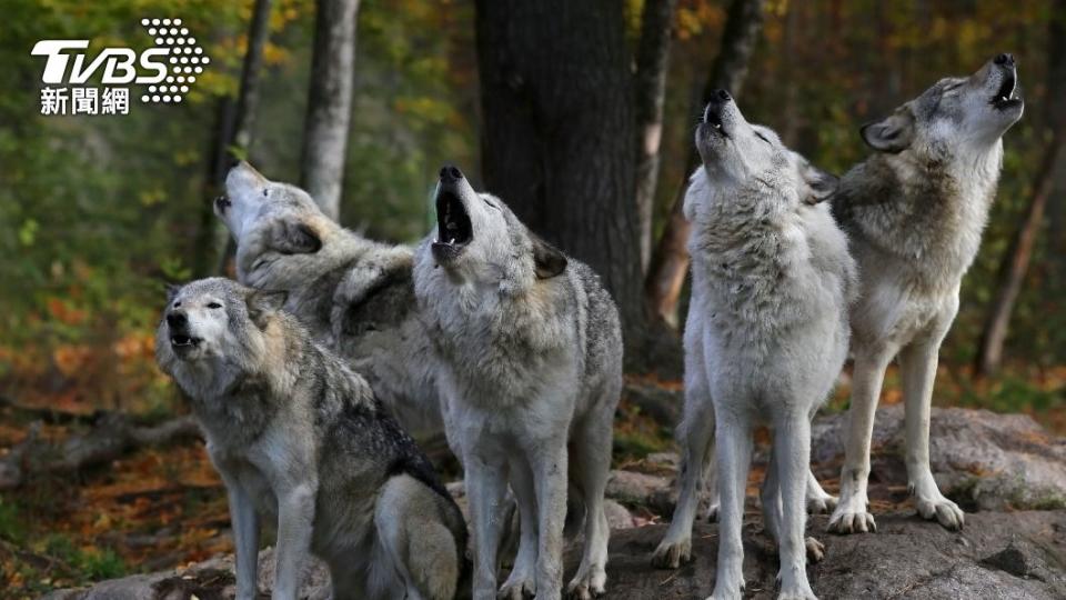 狼能清楚辨別同伴跟人類的聲音。（示意圖／shutterstock達志影像）