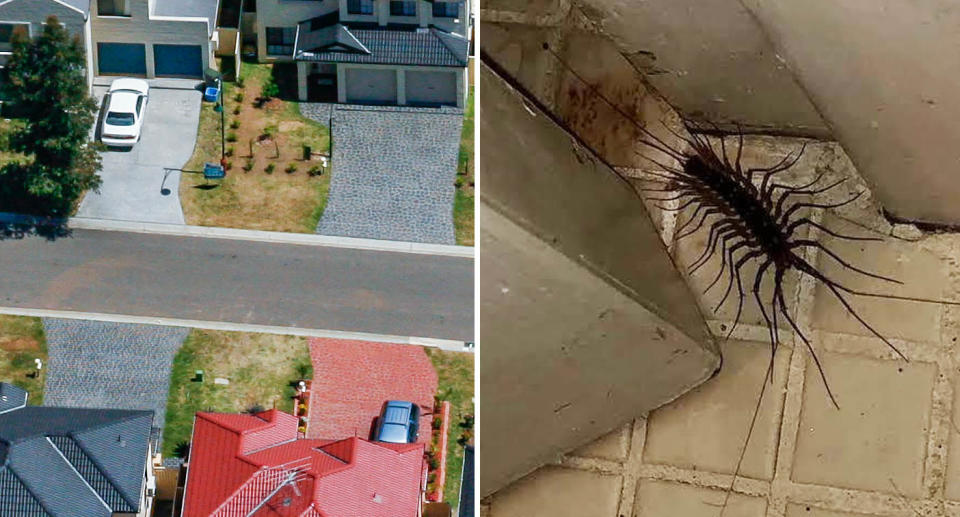 An aerial photo of a Sydney street. The house centipede with long legs in the corner of a Aussie home.