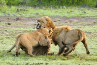 Now that's what you call a cat fight! These protective lionesses spring to life when a male approaches their cubs, and all hell breaks loose among the pride. The cat fight is a bitter battle between the male and female beasts, who savagely erupt into a ferocious battle in the Mara Triangle, within the heart of the Masai Mara in Kenya, Africa. PIC FROM GUZELIAN / CATERS NEWS
