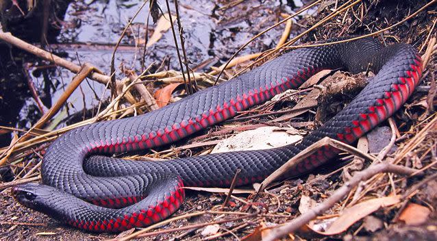 Those bitten by a red-bellied black often present with drowsiness and muscle pain. Photo: Getty