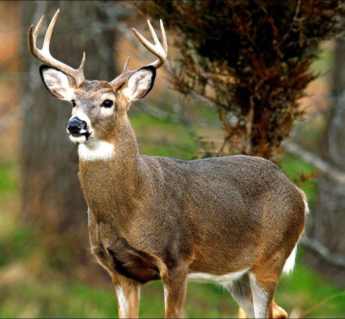 When driving in northwestern Pennsylvania, dealing with deer dashing through the woods and across roadways is expected.